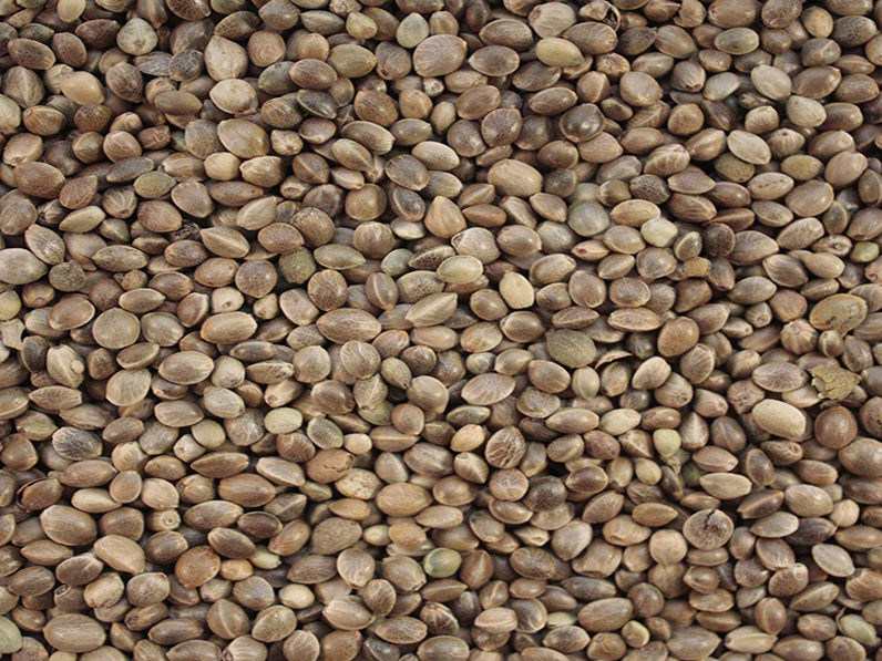 Hemp Seed Face Moisturiser