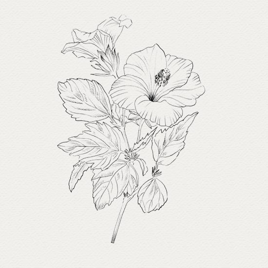 Hibiscus - Extrait de plante fraîche Hibiscus - Traitement peau nature