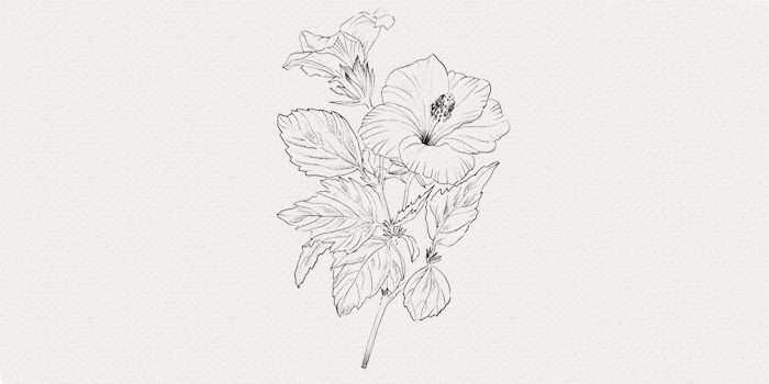 Hibiscus - composant soins sur-mesure Hibiscus - plante médicinale pour peau mature