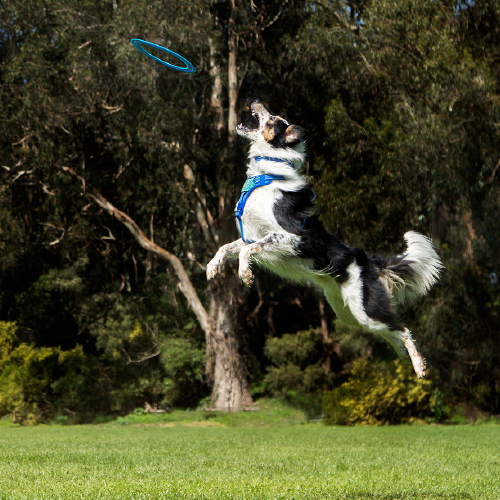 pupcrewpro Harry Barker