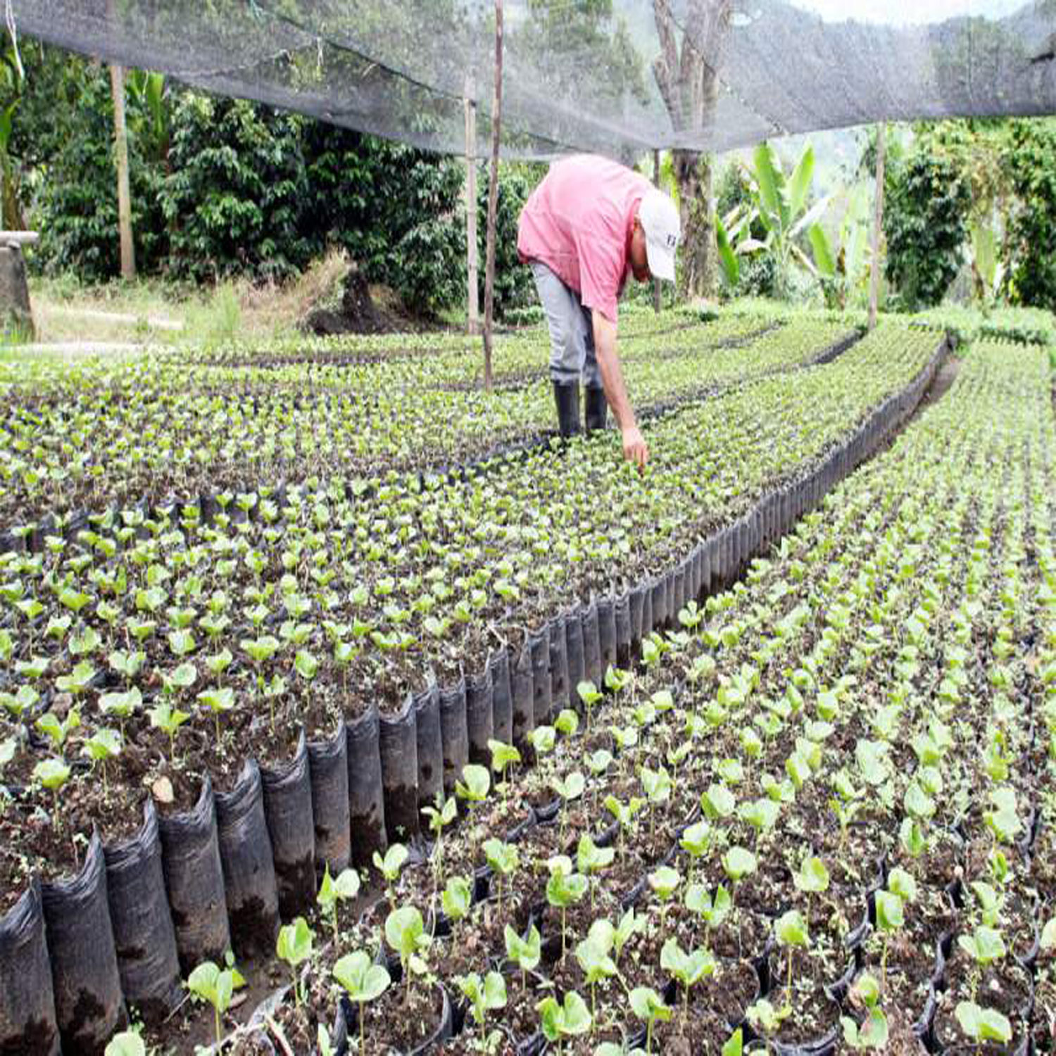 wowe onetreeplanted honduras wowe onetreeplanted honduras