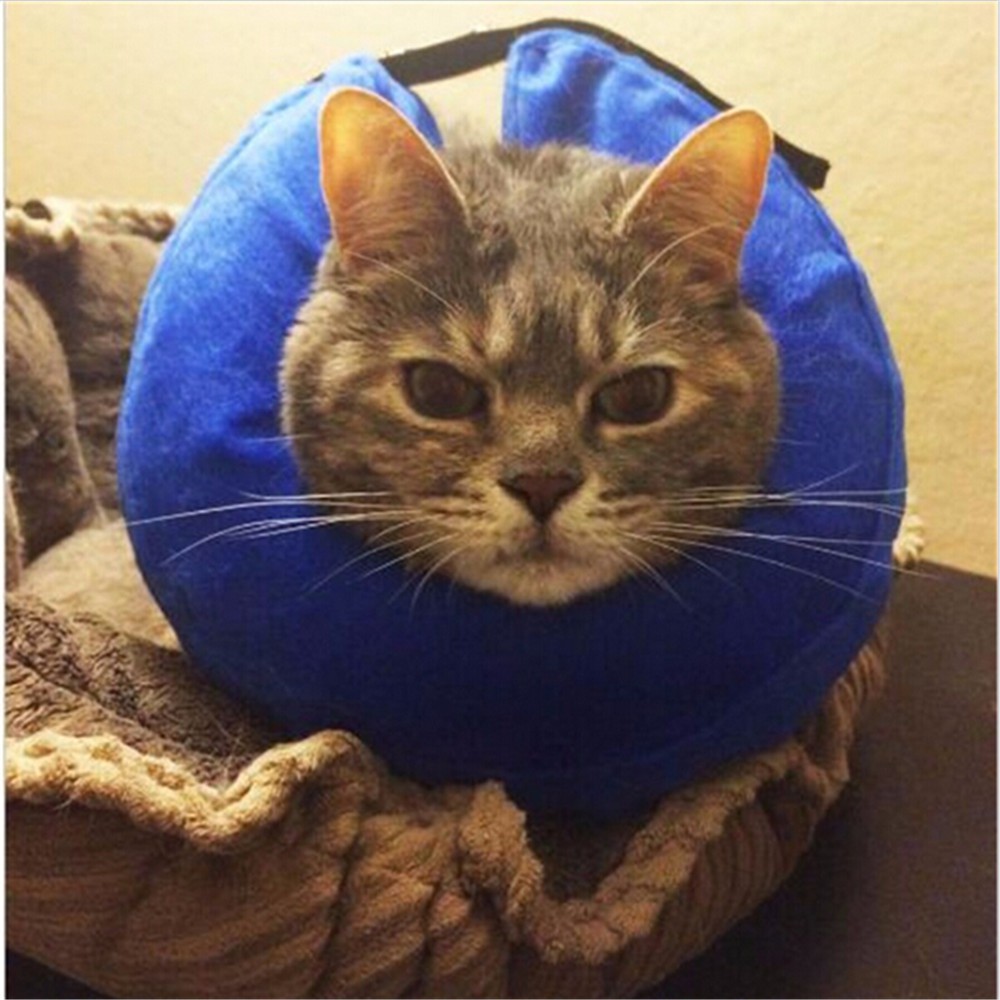 cloudcollarforpets