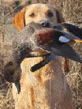 Duck Dog - Huck Duck Dog - Huck