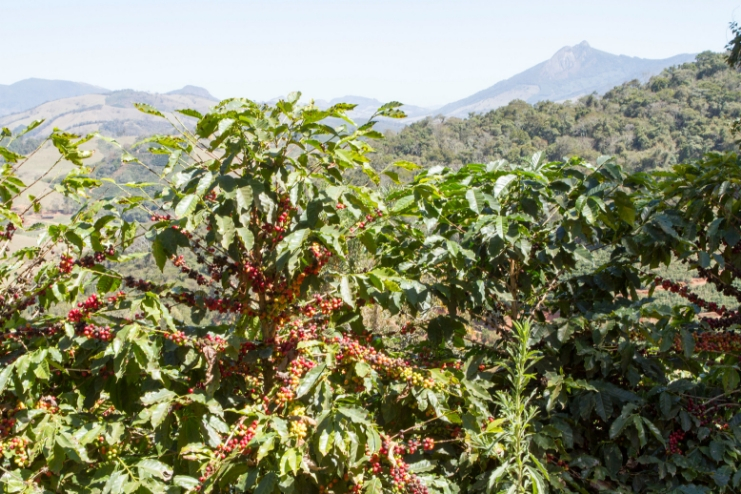 Kaffeestrauch in Brasilien