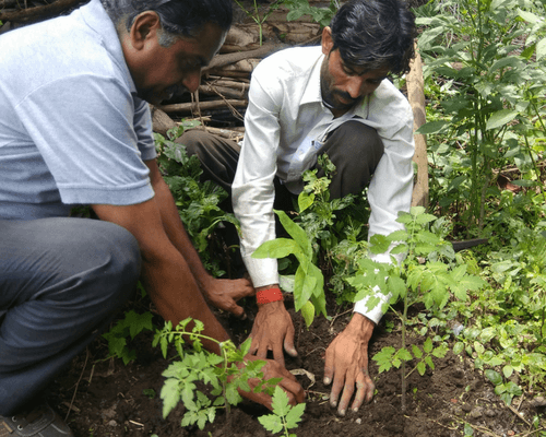 Plant Trees In India Reforestation Project One Tree Planted