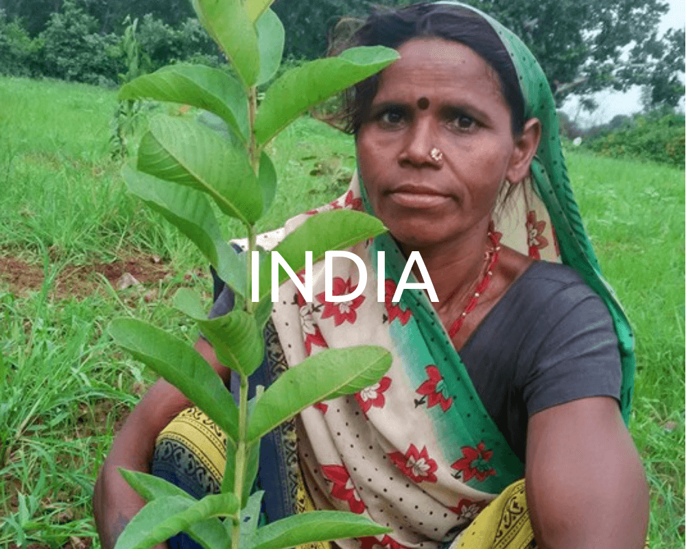 Plant Trees in India