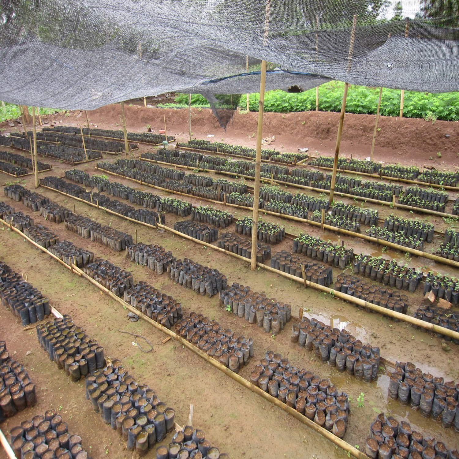wowe onetreeplanted indonesia wowe onetreeplanted indonesia