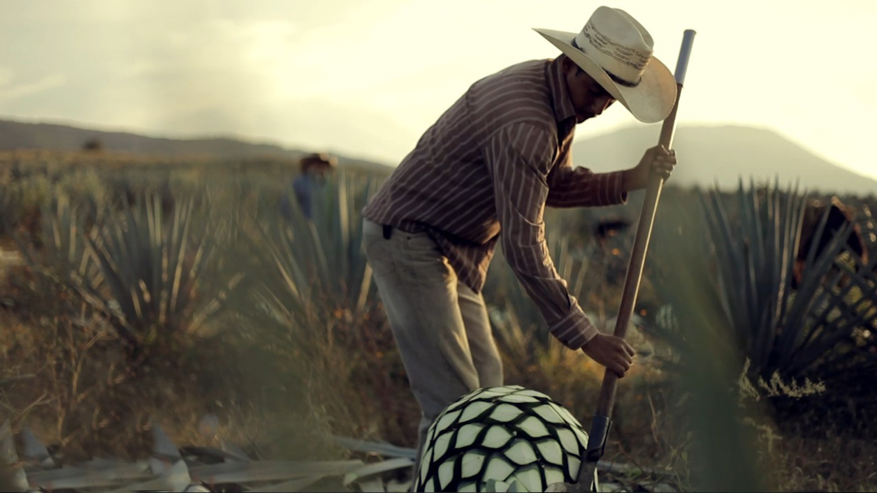 Jimador harvests blue webber agave for tequila making Jimador harvests blue webber agave for tequila making