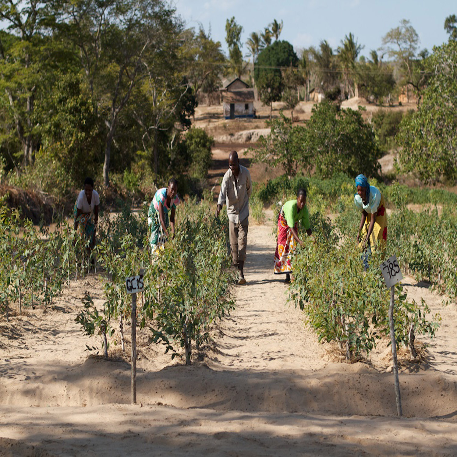 wowe onetreeplanted kenya wowe onetreeplanted kenya