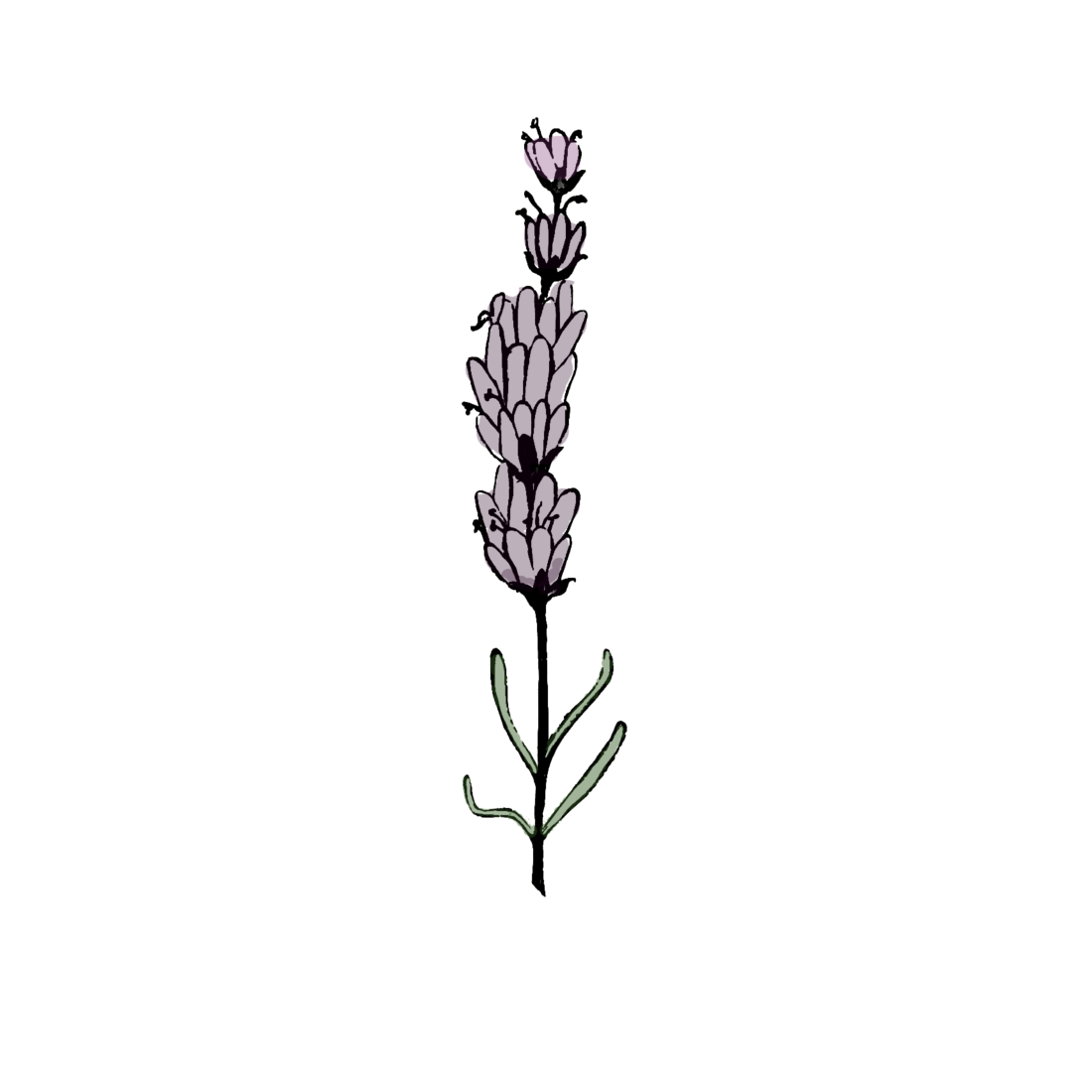 Lavender benefits for the skin used in Taila natural luxury ayurvedic skincare