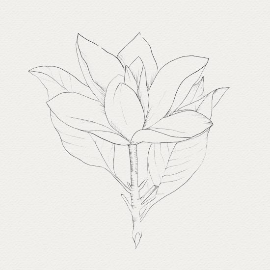 Magnolia - actif botanique plante médicinale - crème de nuit - Magnolia