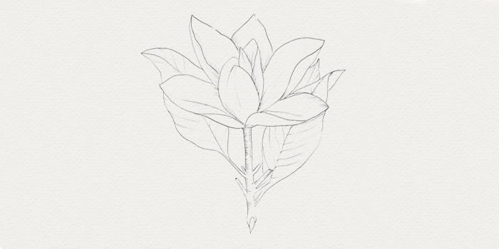 Magnolia - ingrédient cosmétique naturel Magnolia - plante pour soin du visage