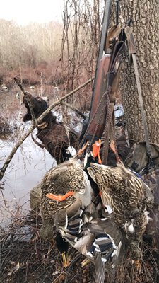 Meauxgli Duck Camp Dog Meauxgli Duck Camp Dog