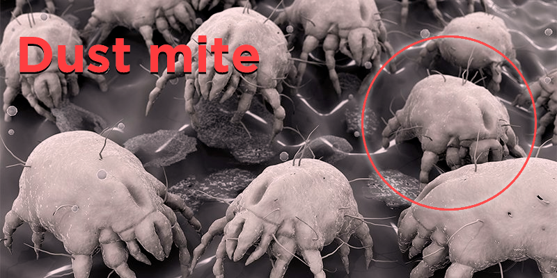 dust mite