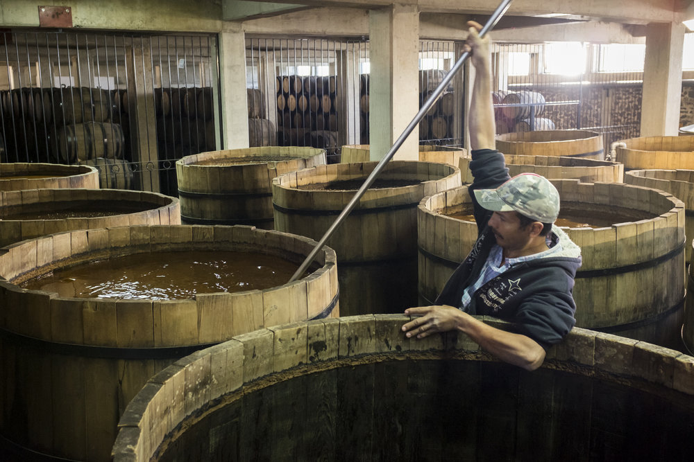 Master tequila distiller checking the mosto Master tequila distiller checking the mosto