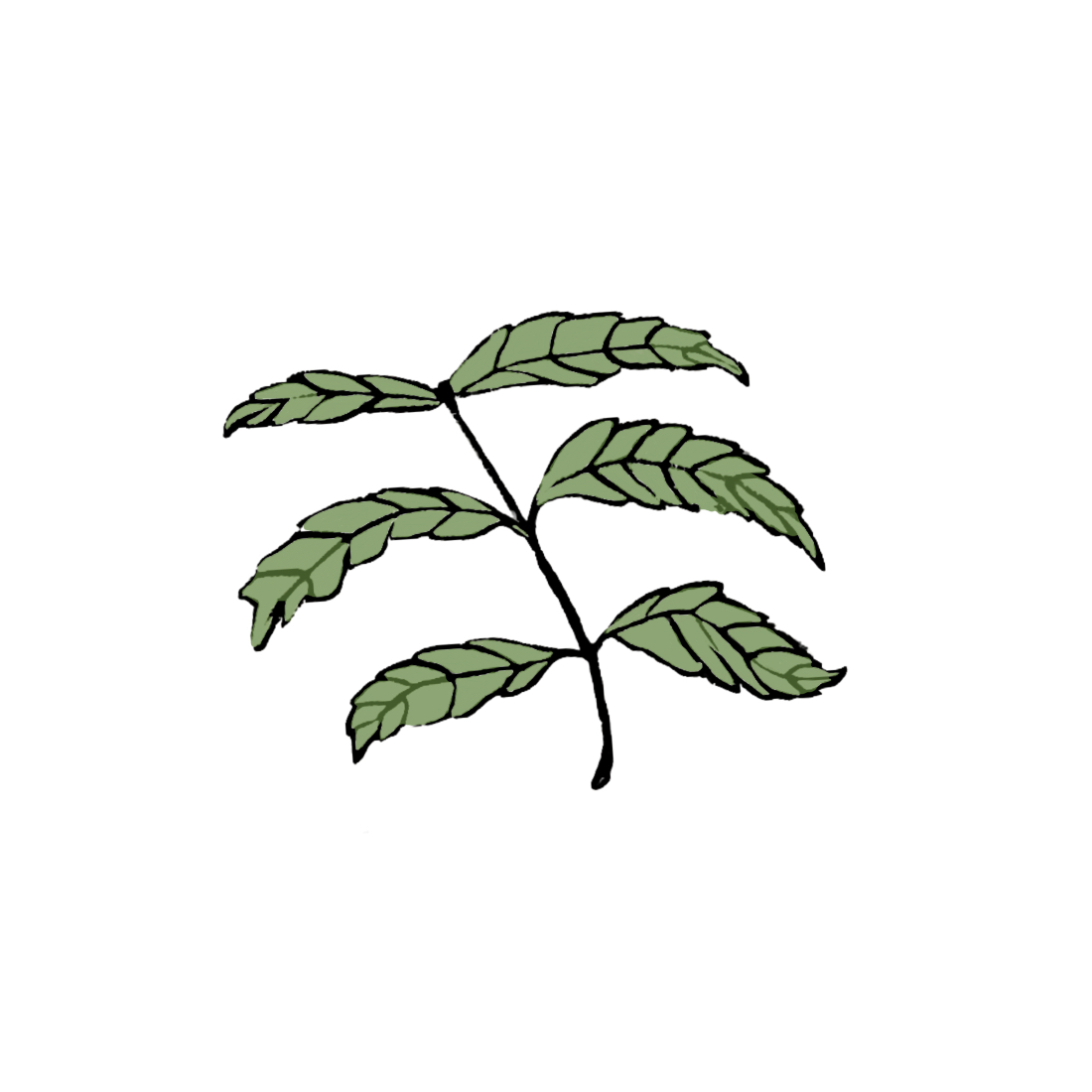 Benefits of Neem for the skin used in Taila non-toxic beauty Benefits of Neem for acne prone skin used in Taila clean beauty