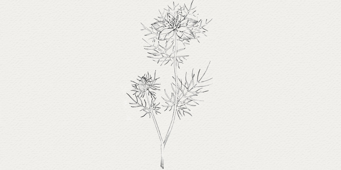 Nigelle - traitement botanique contre impuretés Nigelle - plante pour crème de nuit contre peau grasse