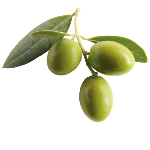 RAWKANVAS SKINCARE NATURAL PLANT BASED VEGAN INGREDIENTS RAWKANVAS SKINCARE NATURAL PLANT BASED VEGAN INGREDIENTS