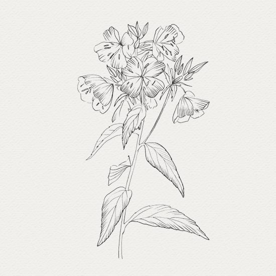 Onagre - composant naturel plante médicinale - crème de nuit - onagre