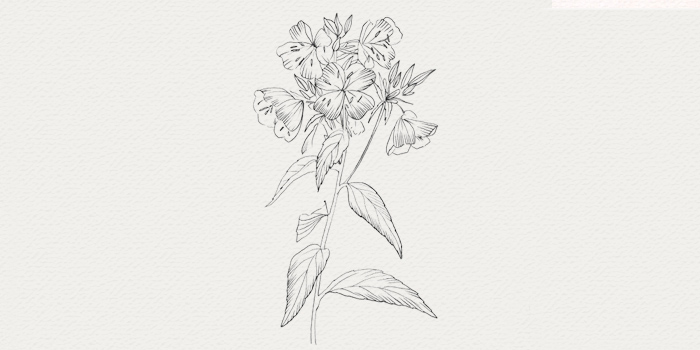 Onagre - plante pour crème de nuit - peau mature Onagre - extrait végétal pour traitement des peaux matures