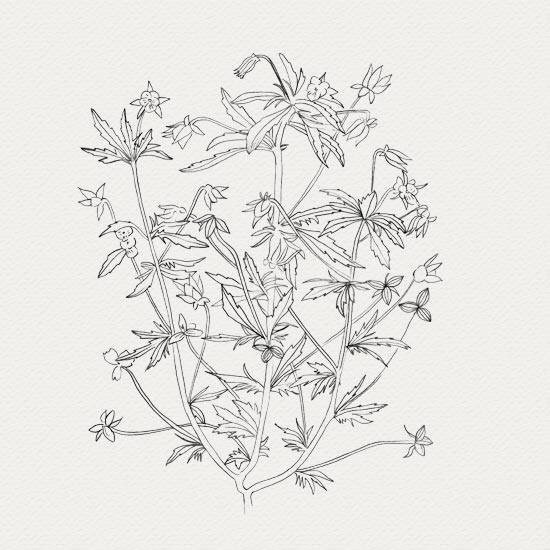 Pensée sauvage - plante médicinale plante médicinale - crème de jour - pensée sauvage