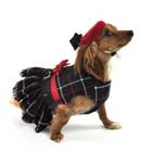 dog clothes dog in clothes