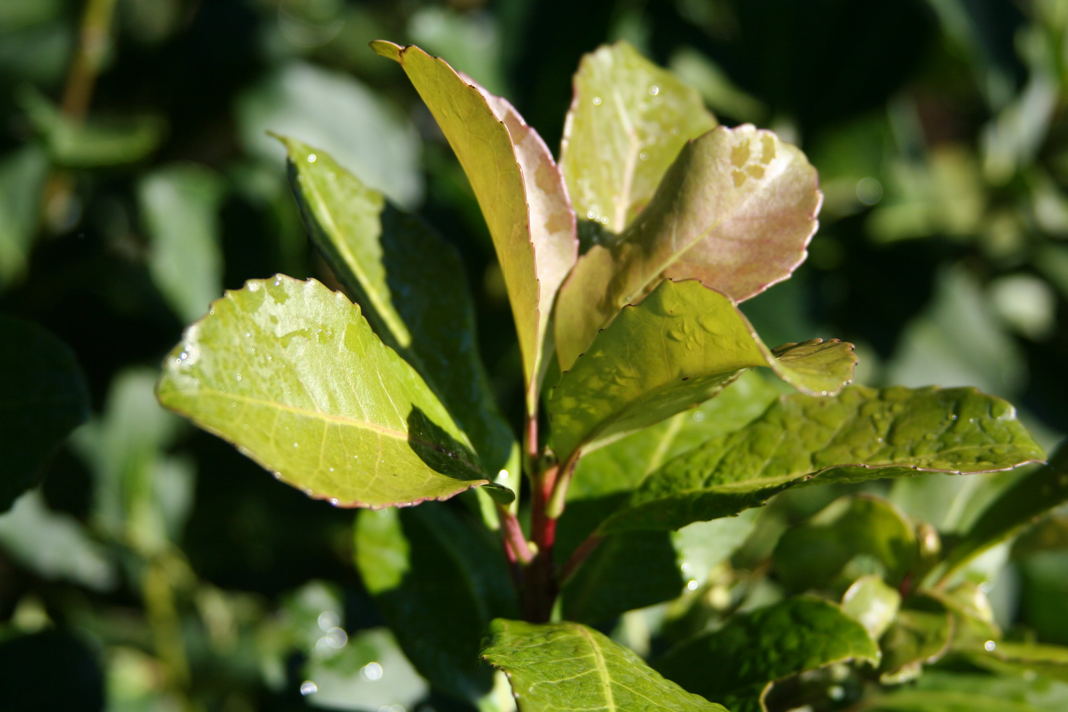 La plante de yerba maté La plante de yerba maté