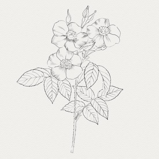 Plante médicinale Rose Damas Rose de damas - plante médicinale