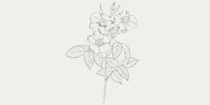 Rose damas - ingrédient soin végétal Rose damas - actif botanique