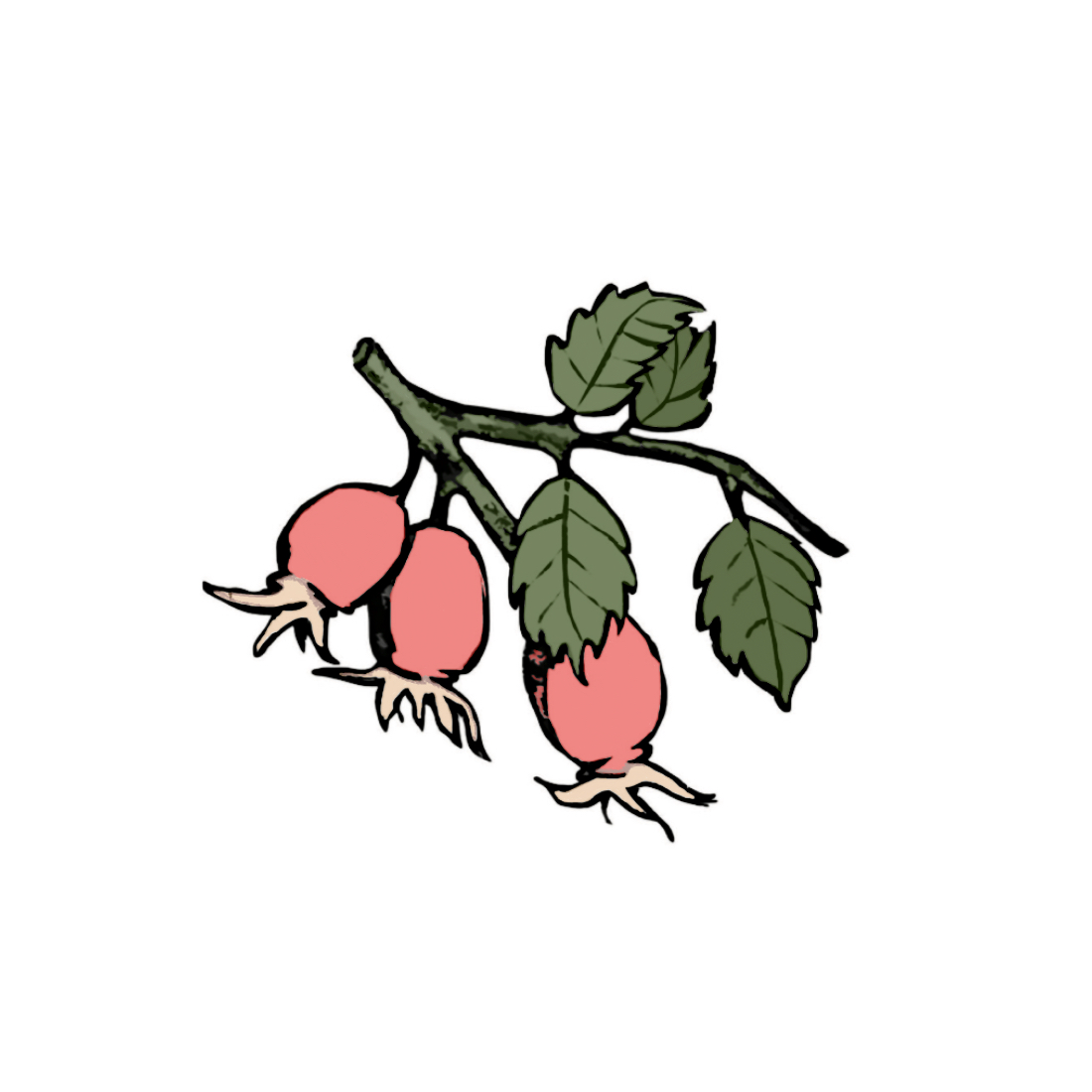 Benefits of Rosehip Seed Oil for Anti-Aging used in Taila natural clean skincare Benefits of Rosehip Seed Oil for Anti-Aging used in Taila natural clean skincare