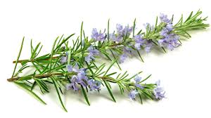RAWKANVAS SKINCARE NATURAL PLANT BASED VEGAN INGREDIENTS RAWKANVAS SKINCARE NATURAL PLANT BASED VEGAN INGREDIENTS