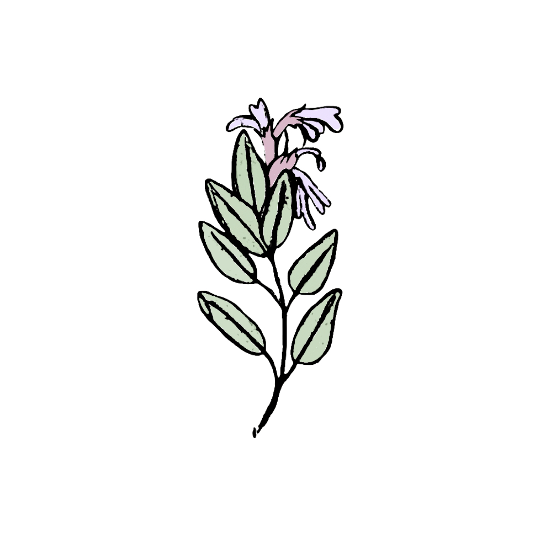 Benefits of Sage for Anti-Aging used in Taila natural clean skincare Benefits of Sage for Anti-Aging used in Taila natural clean skincare