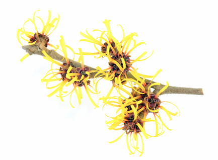 witch hazel natural deodorant ingredient