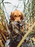 Duck Dog - Stetson Duck Dog - Stetson