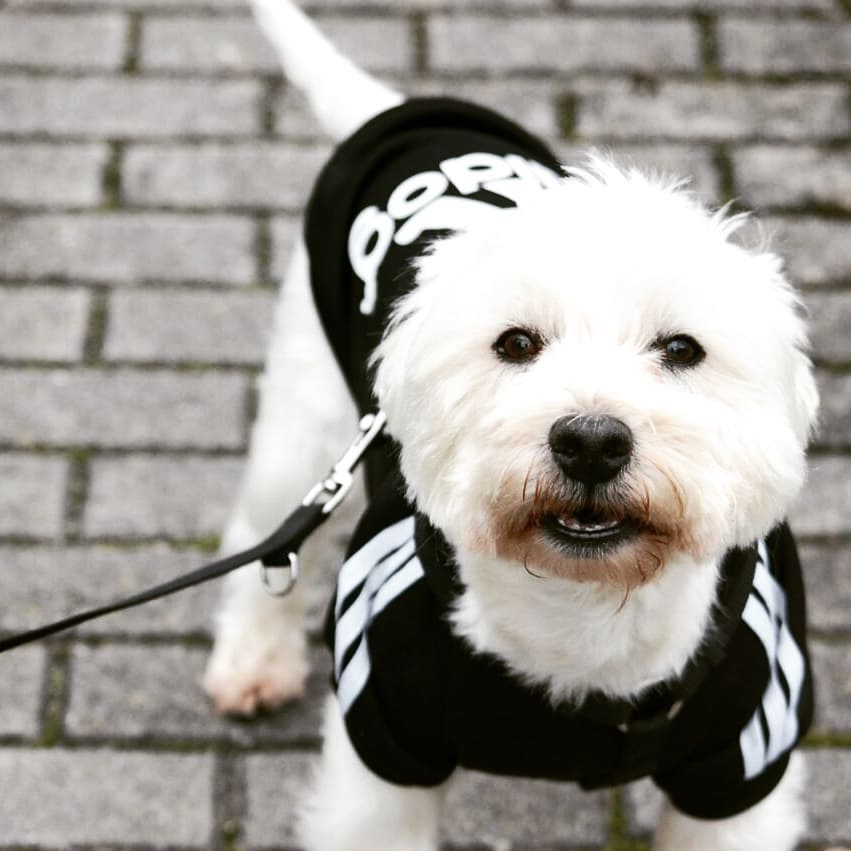 bichonadidog