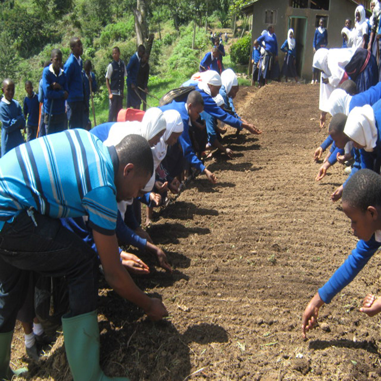 wowe onetreeplanted tanzania wowe onetreeplanted tanzania