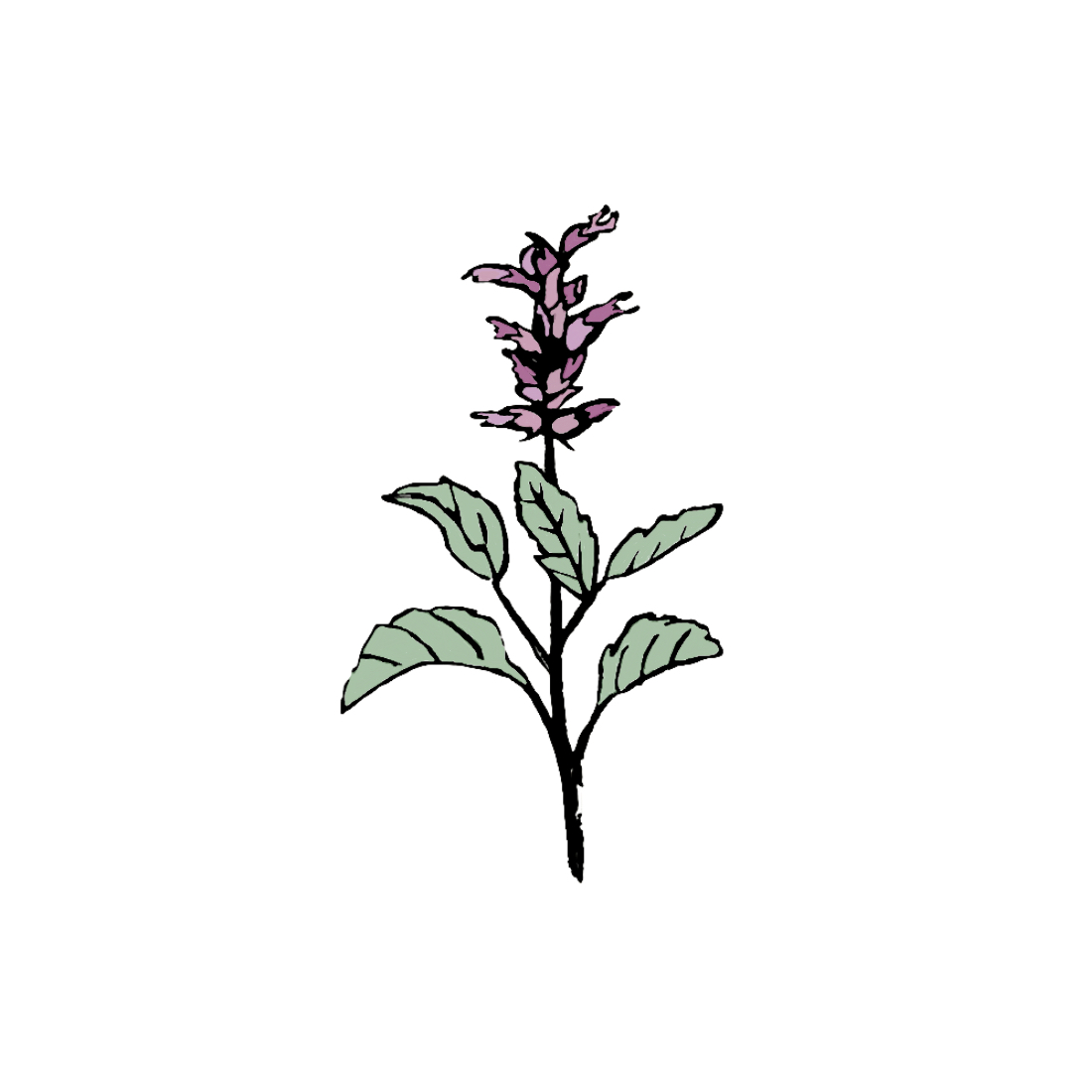 Benefits of  Tulsi for the skin used in Taila natural luxury ayurvedic non-toxic beauty