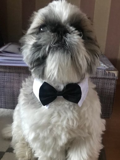 blackbowtiemodel
