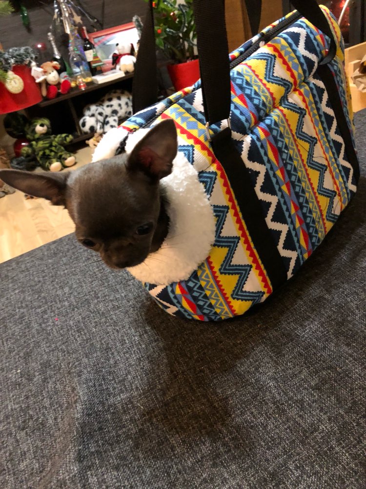 softtribalprintshoulderbagpetcarrier