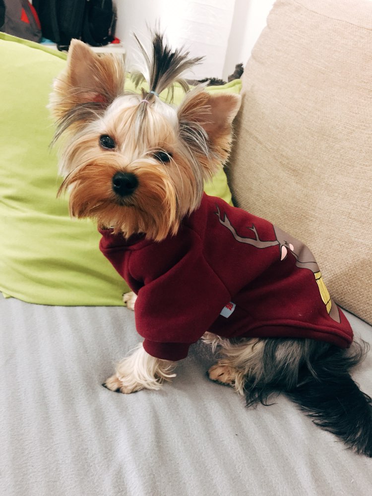 cartoonanimalsweatshirt