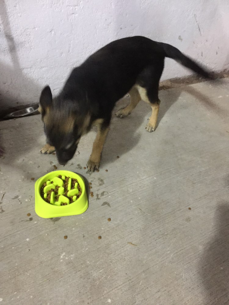 goslowantigulpingdogbowl