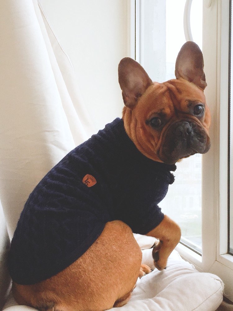 blueclassicturtleneckdogsweater