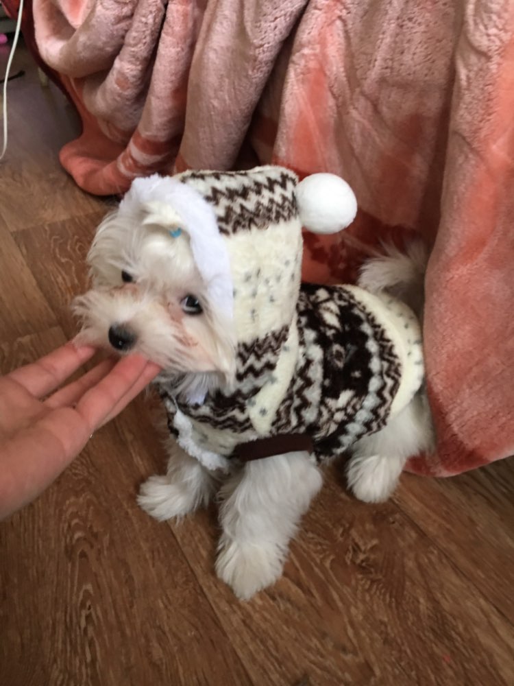 cozysnowflakehoodiedogsweater