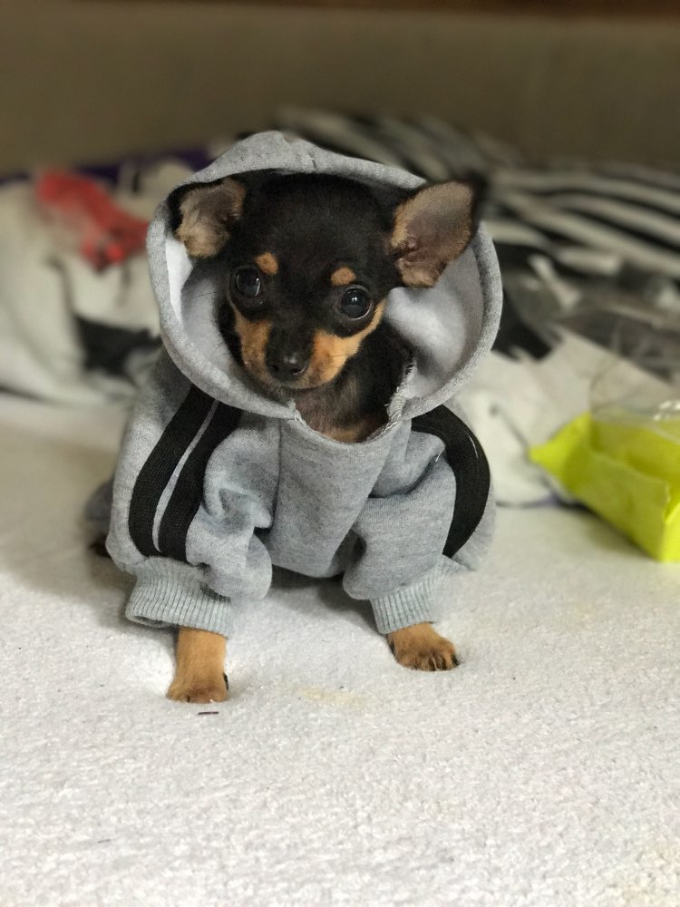 dogbabyhoodie