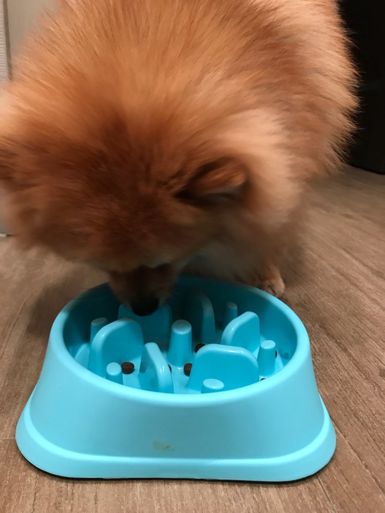 goslowantigulpingdogbowl