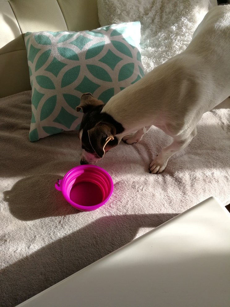 collapsibletravelbowlforpetswithcarabiner