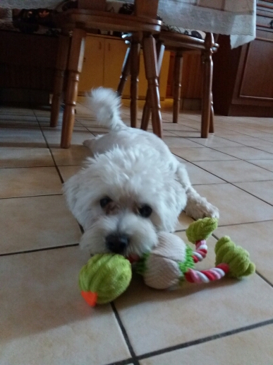 bichonbirdchewtoy