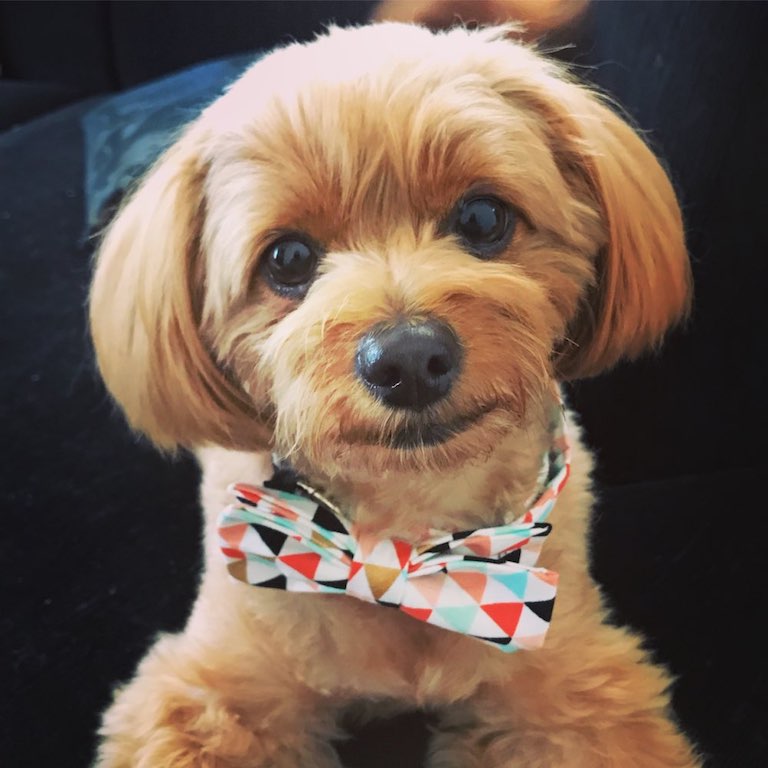 multicoloredbannerdogbowtiecollar