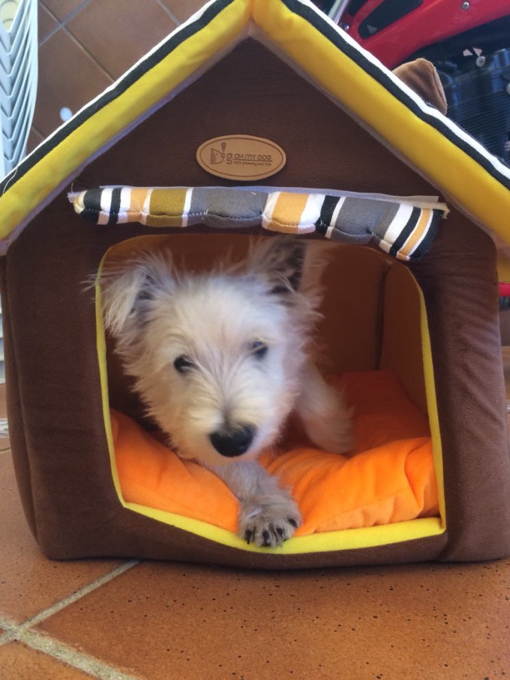 softstripeddoghouse