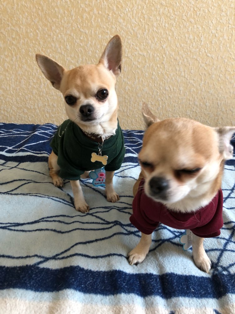 cartoonanimalsweatshirt